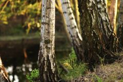 trees_at_pond_web