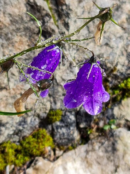 Dachsteingebirge_2021_269