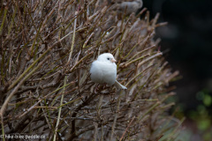 Weisser_Spatz_41