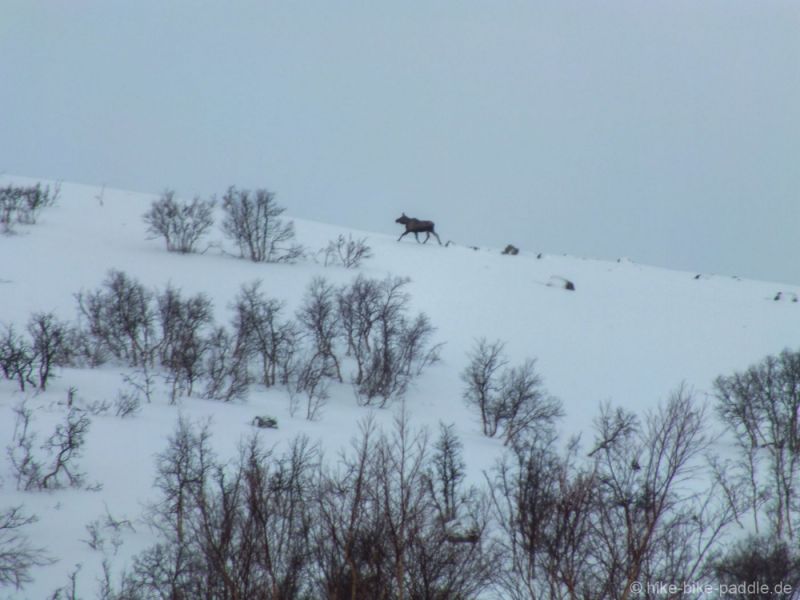 Hardangervidda2016_289