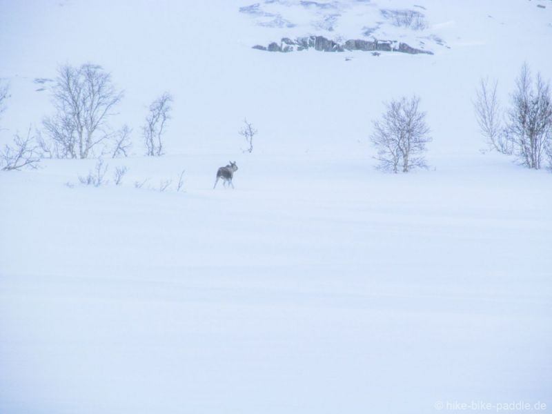 Hardangervidda2016_291