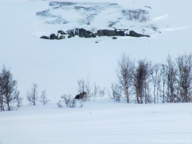 Hardangervidda2016_296