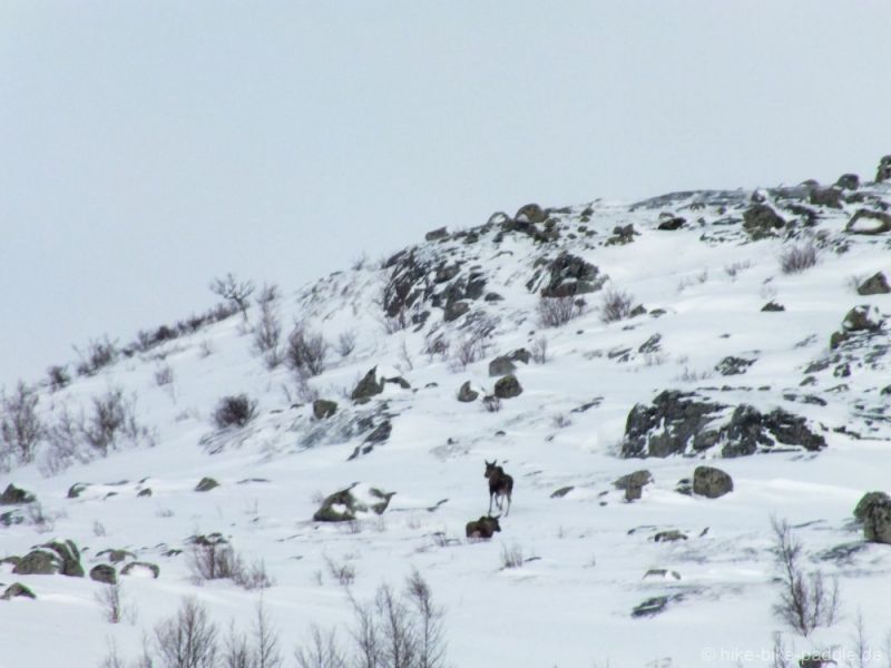 Hardangervidda2016_306