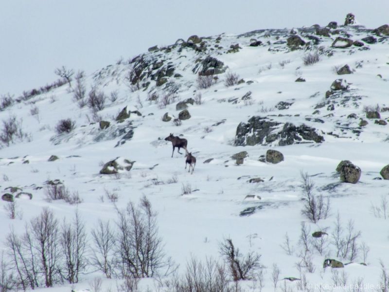 Hardangervidda2016_307