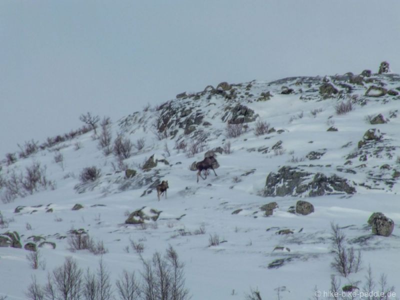 Hardangervidda2016_309