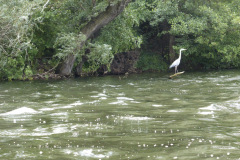 PD_HVL_P1000020