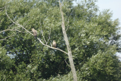 PD_HVL_P1000256